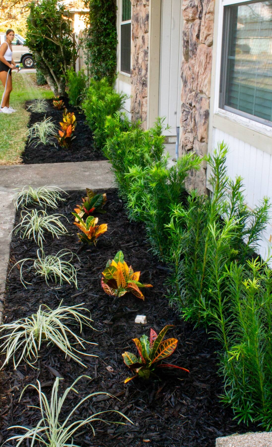 Foundation Reset, Crotons & Podocarpus