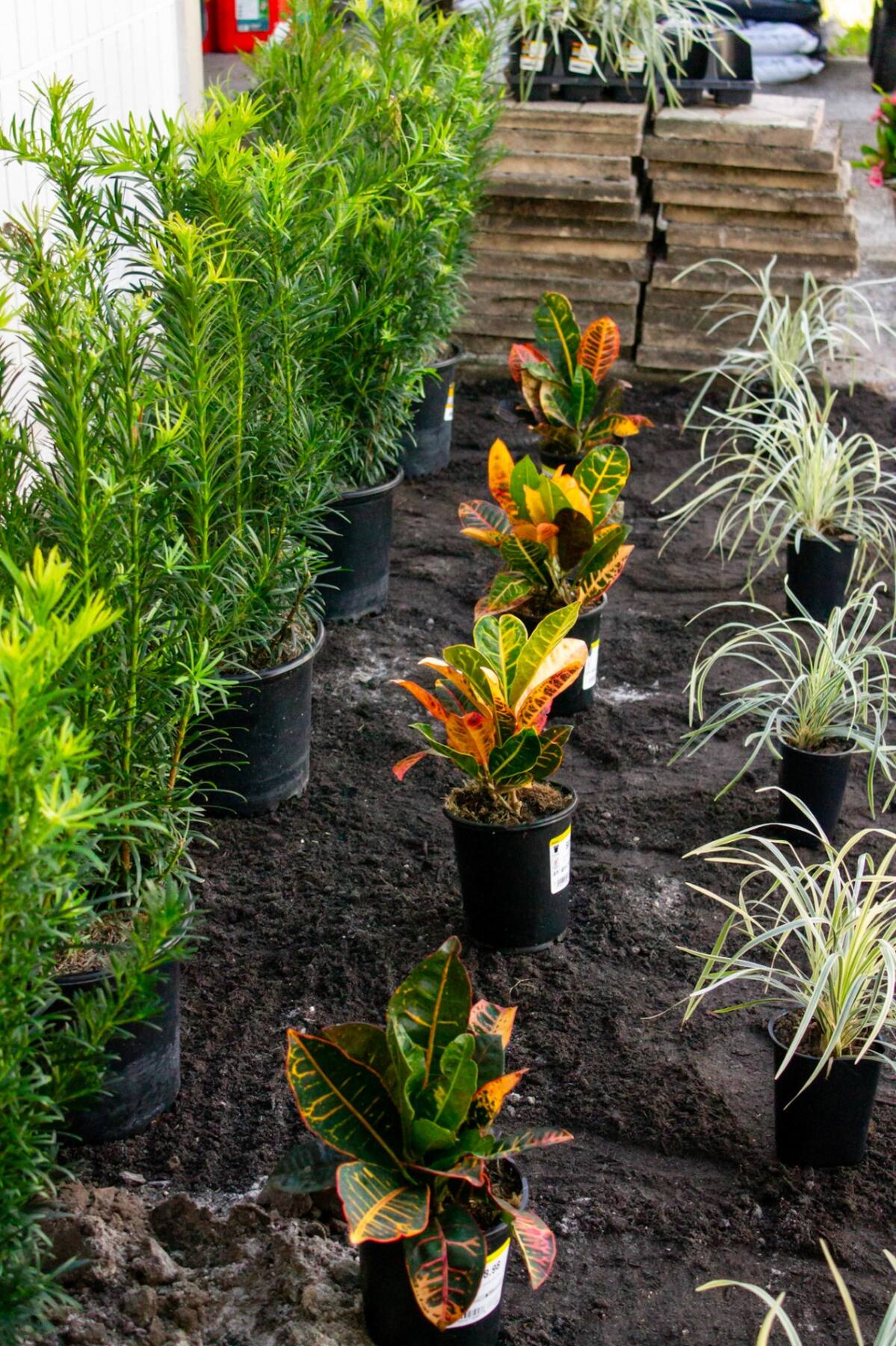 Plant Plan Laydown